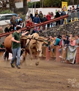 Fiesta de San Antonio Abad. Inauguración de la XI Liga de Arrastre Infantil y el XXIX Concurso de Arrastre Isla de Tenerife. · foto 46