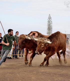 Fiesta de San Antonio Abad. Inauguración de la XI Liga de Arrastre Infantil y el XXIX Concurso de Arrastre Isla de Tenerife. · foto 78