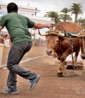 Fiesta de San Antonio Abad. Inauguración de la XI Liga de Arrastre Infantil y el XXIX Concurso de Arrastre Isla de Tenerife. · foto 42