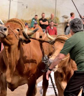 Fiesta de San Antonio Abad. Inauguración de la XI Liga de Arrastre Infantil y el XXIX Concurso de Arrastre Isla de Tenerife. · foto 28