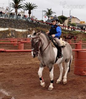 Demostración de arado con yuntas y siembra de sementero, zunchado de ruedas de carreta y carrera de sortija a caballo. San Juan. Tacoronte, 21-01-2017 · foto 114