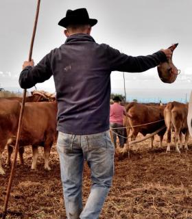Demostración de arado con yuntas y siembra de sementero, zunchado de ruedas de carreta y carrera de sortija a caballo. San Juan. Tacoronte, 21-01-2017 · foto 20
