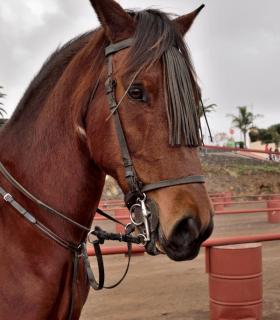 Demostración de arado con yuntas y siembra de sementero, zunchado de ruedas de carreta y carrera de sortija a caballo. San Juan. Tacoronte, 21-01-2017 · foto 57