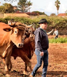 Demostración de arado con yuntas y siembra de sementero, zunchado de ruedas de carreta y carrera de sortija a caballo. San Juan. Tacoronte, 21-01-2017 · foto 14