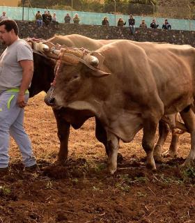Demostración de arado con yuntas y siembra de sementero, zunchado de ruedas de carreta y carrera de sortija a caballo. San Juan. Tacoronte, 21-01-2017 · foto 24