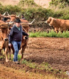 Demostración de arado con yuntas y siembra de sementero, zunchado de ruedas de carreta y carrera de sortija a caballo. San Juan. Tacoronte, 21-01-2017 · foto 13