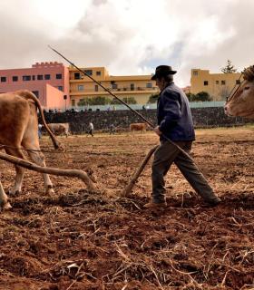 Demostración de arado con yuntas y siembra de sementero, zunchado de ruedas de carreta y carrera de sortija a caballo. San Juan. Tacoronte, 21-01-2017 · foto 55