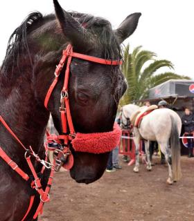 Demostración de arado con yuntas y siembra de sementero, zunchado de ruedas de carreta y carrera de sortija a caballo. San Juan. Tacoronte, 21-01-2017 · foto 94