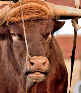 Demostración de arado con yuntas y siembra de sementero, zunchado de ruedas de carreta y carrera de sortija a caballo. San Juan. Tacoronte, 21-01-2017 · foto 12