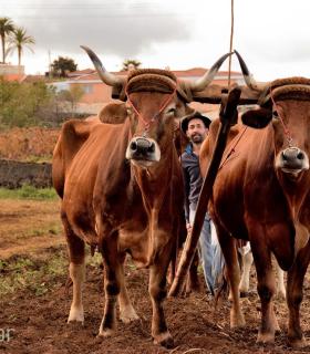 Demostración de arado con yuntas y siembra de sementero, zunchado de ruedas de carreta y carrera de sortija a caballo. San Juan. Tacoronte, 21-01-2017 · foto 19