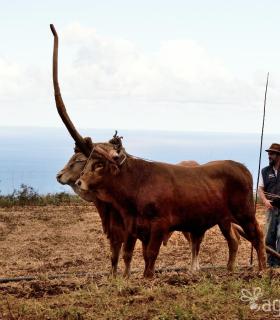 Demostración de arado con yuntas y siembra de sementero, zunchado de ruedas de carreta y carrera de sortija a caballo. San Juan. Tacoronte, 21-01-2017 · foto 10