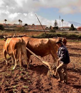 Demostración de arado con yuntas y siembra de sementero, zunchado de ruedas de carreta y carrera de sortija a caballo. San Juan. Tacoronte, 21-01-2017 · foto 27