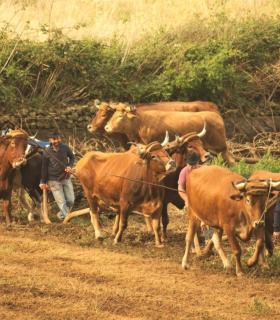 Demostración de arado con yuntas y siembra de sementero, zunchado de ruedas de carreta y carrera de sortija a caballo. San Juan. Tacoronte, 21-01-2017 · foto 1