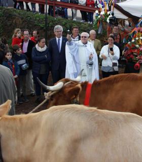 Masiva participación en los actos en honor de San Antonio Abad del barrio de San Juan (Tacoronte). · foto 1