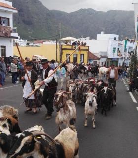 Buenavista del Norte se prepara para la celebración de su día grande de las Fiestas en honor a San Antonio Abad. · foto 1