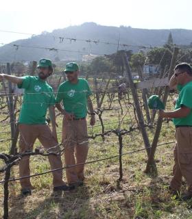 Notable participación en la Jornada de Poda y Descarga celebrada este sábado en Tegueste. · foto 1