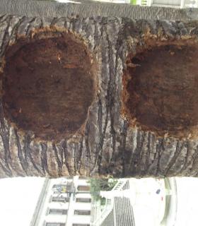 Seis de las siete palmeras de la Plaza del Ayuntamiento de La Orotava están afectadas y deben talarse. · foto 3