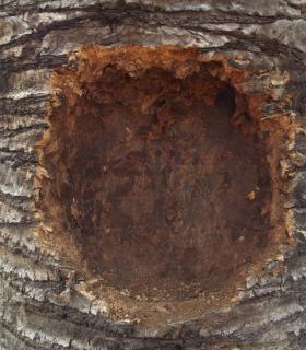 Seis de las siete palmeras de la Plaza del Ayuntamiento de La Orotava están afectadas y deben talarse. · foto 2
