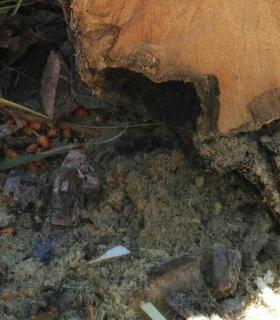 Ya se han eliminado las seis palmeras de la Plaza del Ayuntamiento de La Orotava que estaban en mal estado. · foto 19