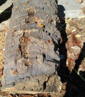 Ya se han eliminado las seis palmeras de la Plaza del Ayuntamiento de La Orotava que estaban en mal estado. · foto 8