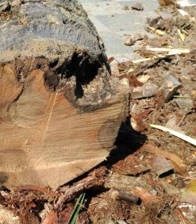 Ya se han eliminado las seis palmeras de la Plaza del Ayuntamiento de La Orotava que estaban en mal estado. · foto 15