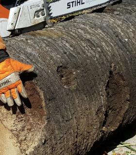 Ya se han eliminado las seis palmeras de la Plaza del Ayuntamiento de La Orotava que estaban en mal estado. · foto 12