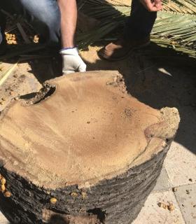 Ya se han eliminado las seis palmeras de la Plaza del Ayuntamiento de La Orotava que estaban en mal estado. · foto 7