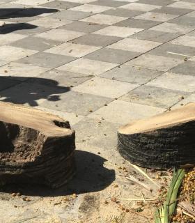 Ya se han eliminado las seis palmeras de la Plaza del Ayuntamiento de La Orotava que estaban en mal estado. · foto 5