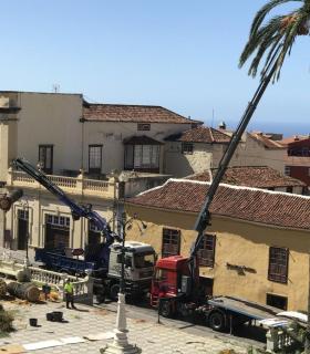 Ya se han eliminado las seis palmeras de la Plaza del Ayuntamiento de La Orotava que estaban en mal estado. · foto 11