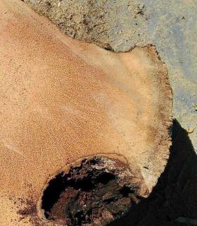 Ya se han eliminado las seis palmeras de la Plaza del Ayuntamiento de La Orotava que estaban en mal estado. · foto 9