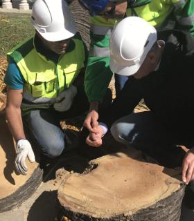 Ya se han eliminado las seis palmeras de la Plaza del Ayuntamiento de La Orotava que estaban en mal estado. · foto 6