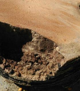 Ya se han eliminado las seis palmeras de la Plaza del Ayuntamiento de La Orotava que estaban en mal estado. · foto 18