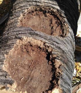Ya se han eliminado las seis palmeras de la Plaza del Ayuntamiento de La Orotava que estaban en mal estado. · foto 1