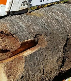 Ya se han eliminado las seis palmeras de la Plaza del Ayuntamiento de La Orotava que estaban en mal estado. · foto 14