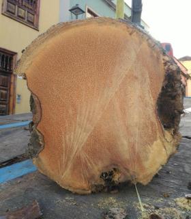 Ya se han eliminado las seis palmeras de la Plaza del Ayuntamiento de La Orotava que estaban en mal estado. · foto 2