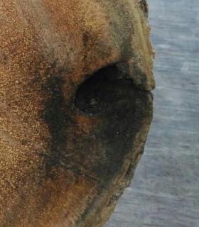 Ya se han eliminado las seis palmeras de la Plaza del Ayuntamiento de La Orotava que estaban en mal estado. · foto 4