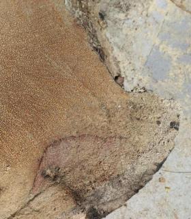 Ya se han eliminado las seis palmeras de la Plaza del Ayuntamiento de La Orotava que estaban en mal estado. · foto 16