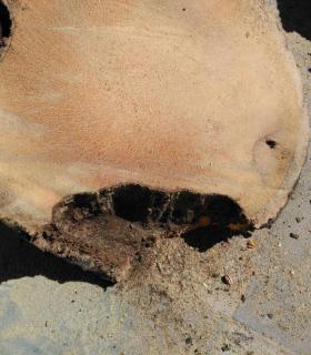 Ya se han eliminado las seis palmeras de la Plaza del Ayuntamiento de La Orotava que estaban en mal estado. · foto 3