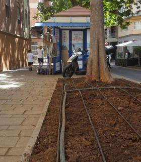 El Ayuntamiento de Santa Cruz de Tenerife inicia la reposición de jardines tras la celebración del Carnaval. · foto 2
