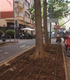 El Ayuntamiento de Santa Cruz de Tenerife inicia la reposición de jardines tras la celebración del Carnaval. · foto 1