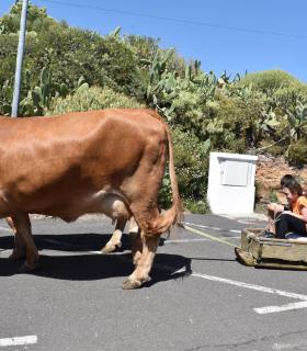 Machado se convirtió ayer en punto de encuentro de las tradiciones y la cultura canaria. · foto 6