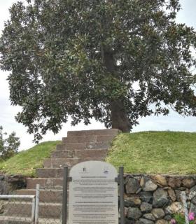 Un nuevo panel informativo en idiomas destaca el valor natural e histórico de la gran magnolia de Piloto de Los Realejos. · foto 1