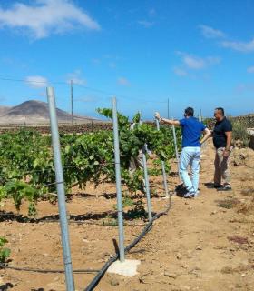 La primera bodega de Fuerteventura es Canary Wine. · foto 2
