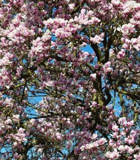 ¿La primavera la sangre altera..? · foto 3