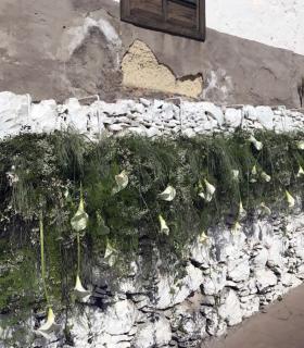 Más de 10 mil flores adornan las calles de Guía en la IX edición de su Pascua Florida. · foto 16