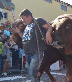 La devoción y tradición ganadera en Los Silos por San Antonio Abad cumplió 269 años · foto 4