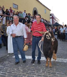La devoción y tradición ganadera en Los Silos por San Antonio Abad cumplió 269 años · foto 3