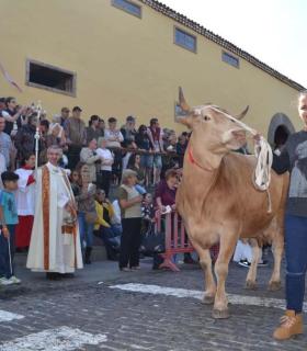 La devoción y tradición ganadera en Los Silos por San Antonio Abad cumplió 269 años · foto 5