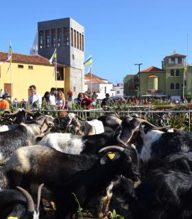 La devoción y tradición ganadera en Los Silos por San Antonio Abad cumplió 269 años · foto 2