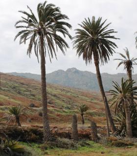 El Ayuntamiento de Betancuria lamenta el abandono insular de más de 3.000 ejemplares del palmeral del municipio · foto 3